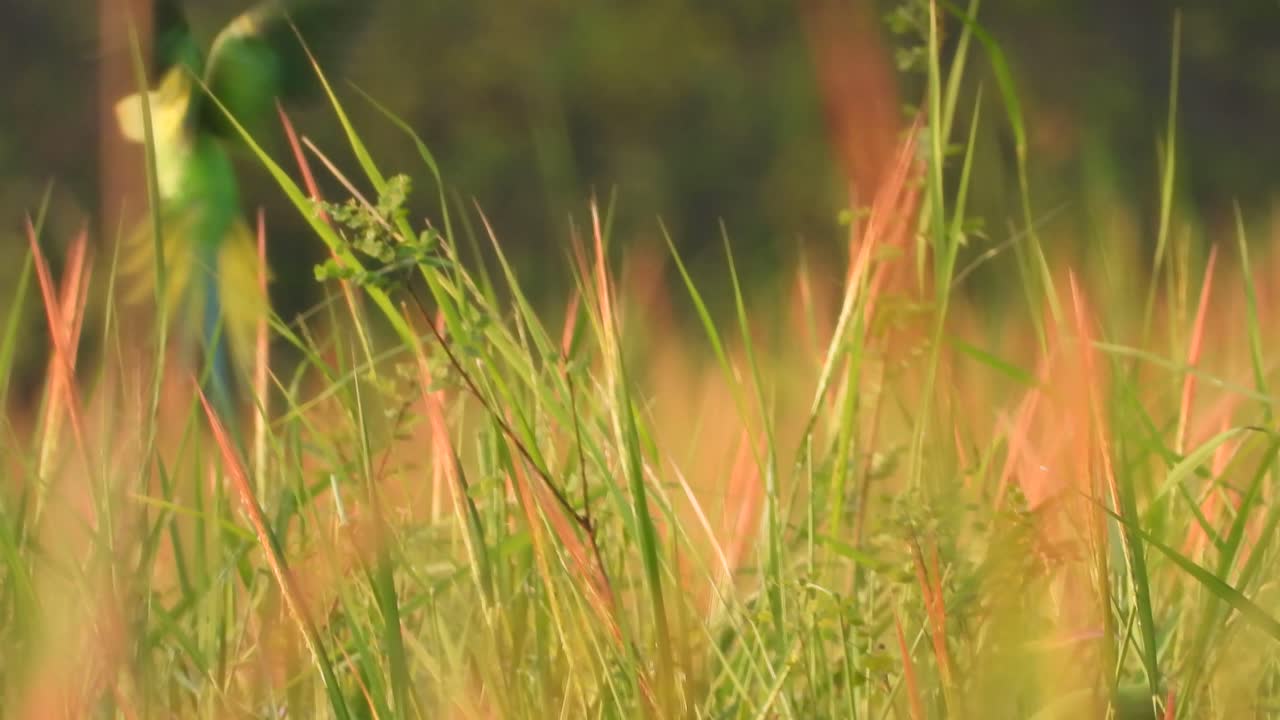 loros comiendo arroz rojo en el estanque.