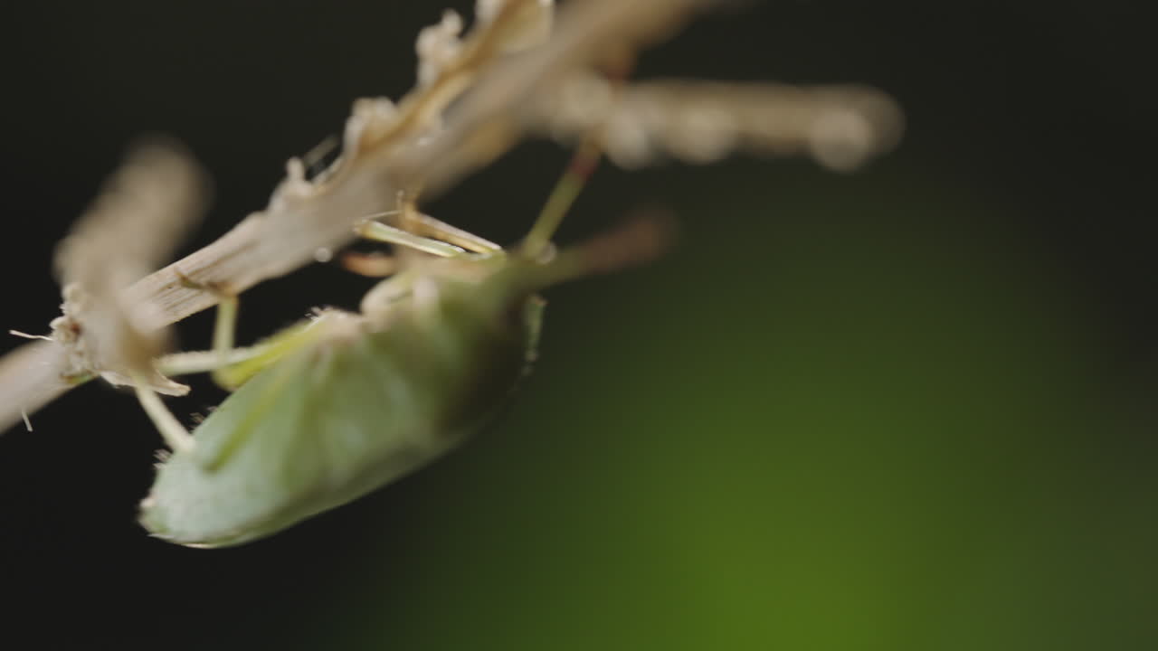 insecto verde en un tallo de planta