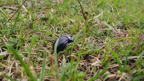 Animal-Scarabaeidae-Moviéndose-En-El-Campo-De-Hierba-Durante-El-Día-Soleado