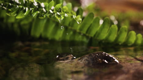 plantas en la orilla del río