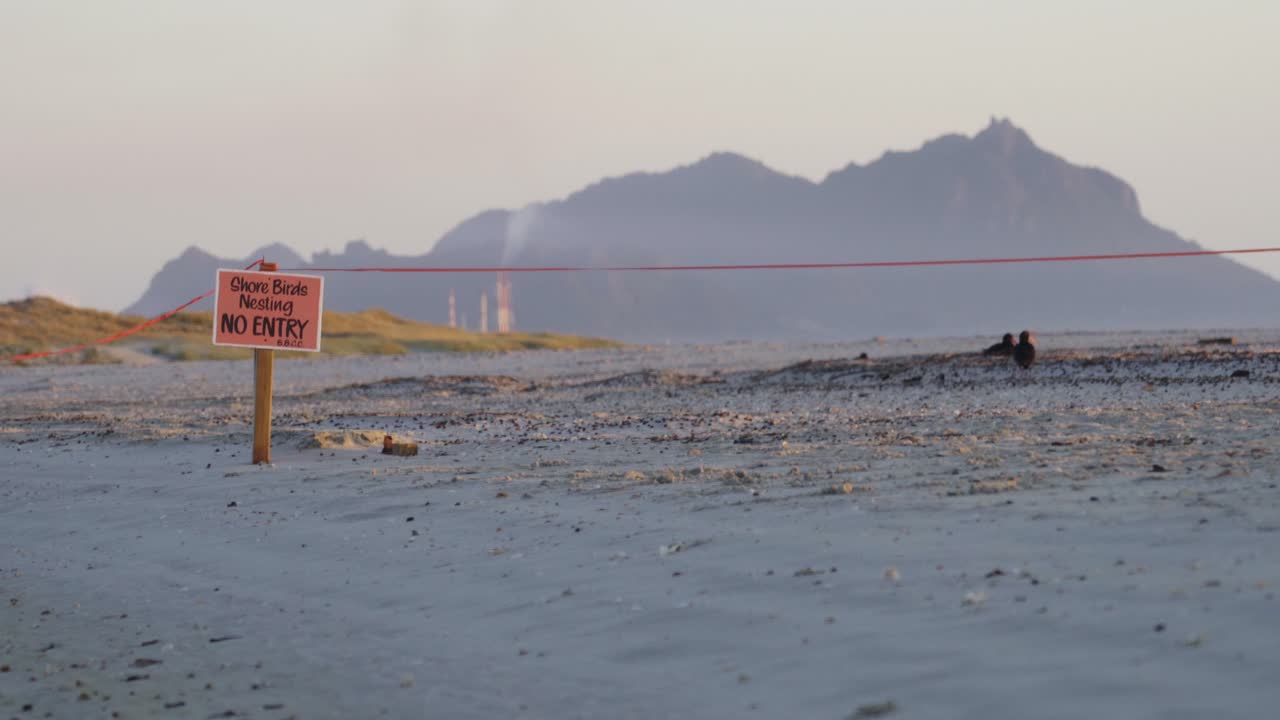 Shore Birds nesting NO ENTRY sign  - with black oystercatchers on beach