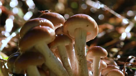 hongos armillaria de agarico de miel en un bosque soleado bajo la lluvia.