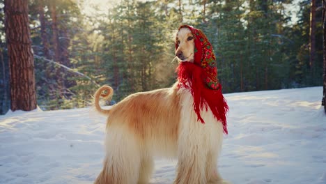 dog in a red scarf in a snowy forest