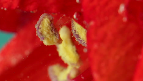 primer plano de un estambre de flor roja