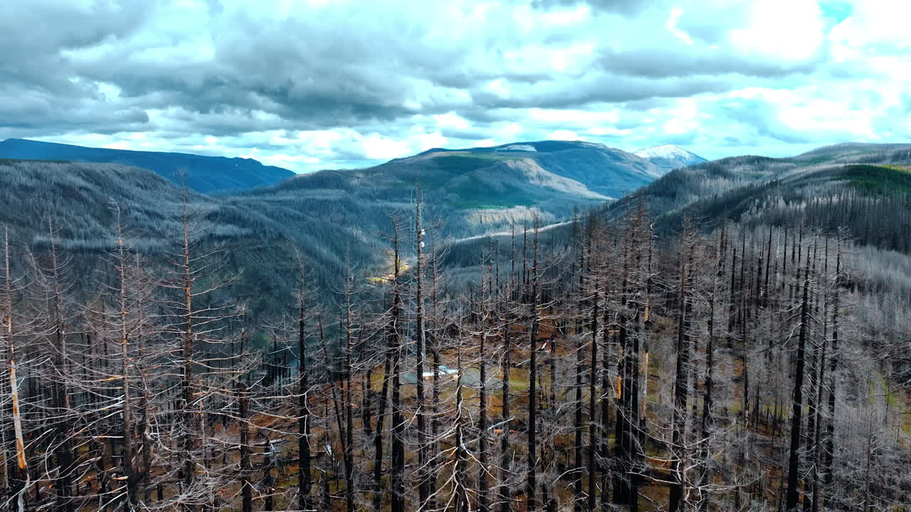 Flight over the tops of dry burnt pine trees in the high mountains. View of rocky landscape in Oregon State, the USA on cloudy day.
