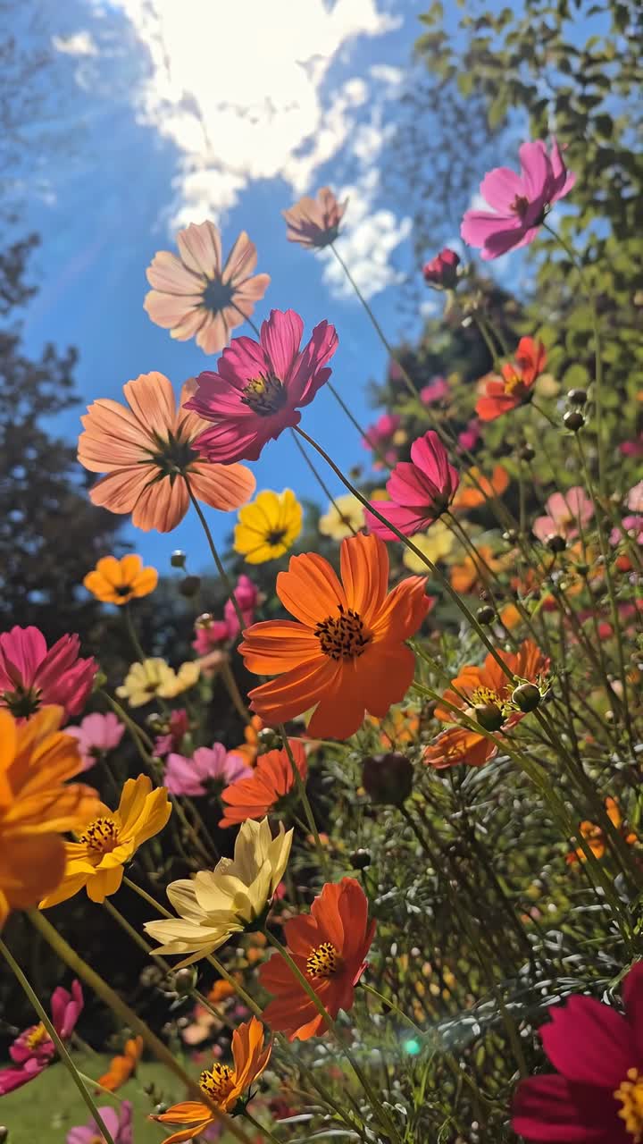 Flores Cosmos Vibrantes Balançando Suavemente em um Jardim Ensolarado