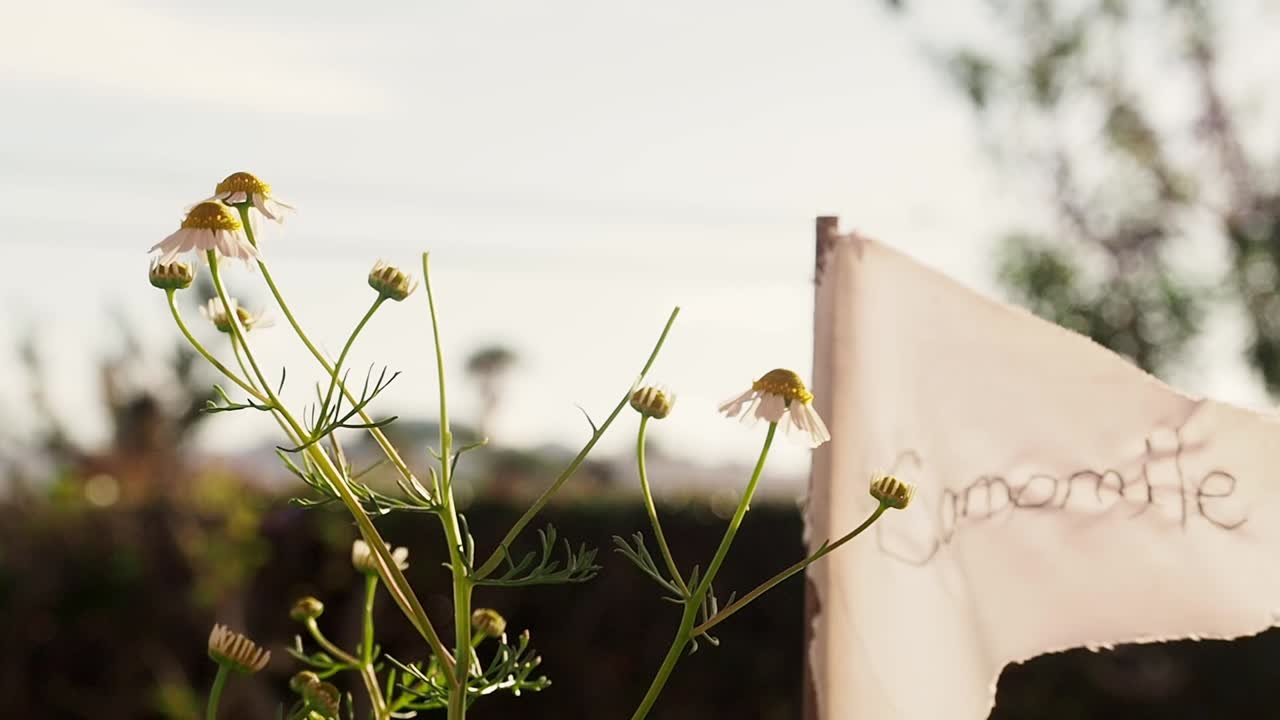 봄과 여름에 피는 카모마일