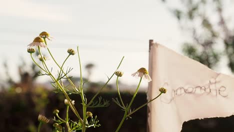 chamomile  blooms for the spring and summer