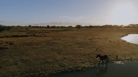 Isoliertes-Wildpferd-Am-Ufer-Der-Lagune-Von-Altagracia,-Higuey-In-Der-Dominikanischen-Republik