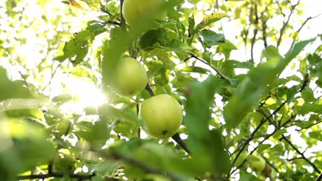 close-up of green apples hanging from a tree, bathed in sunlight