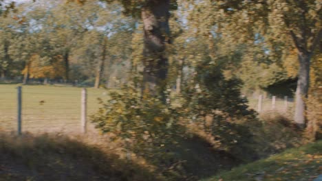 Beautiful-smiling-European-Female-motor-Biker-wearing-leather-jacket-driving-On-road-panning-to-field-with-autumn-leaf-colored-Trees-in-forest-on-sunny-day