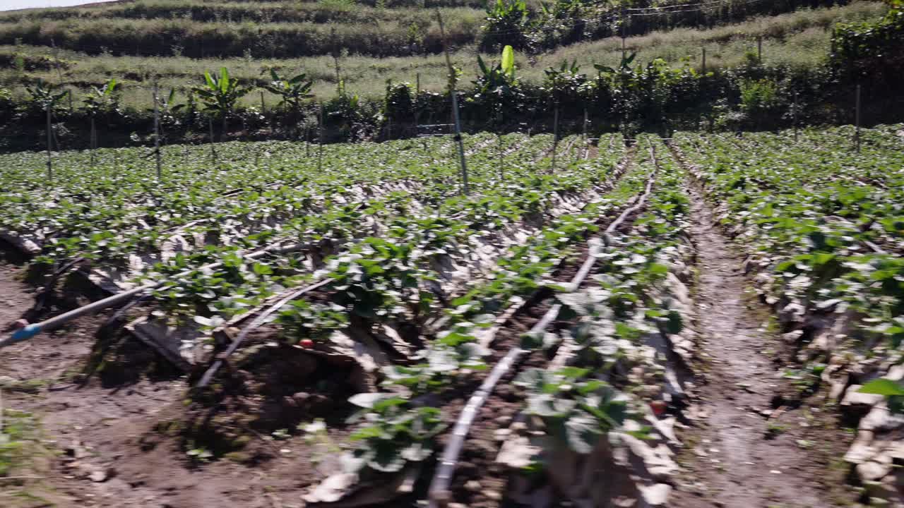 Lush Strawberry Farm with Irrigation System