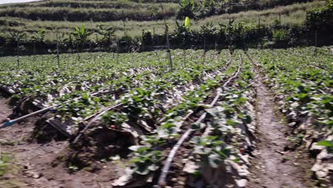 lush strawberry farm with irrigation system