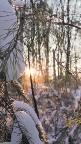 winter forest sunlight