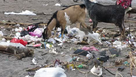 Zwei-Ziegen-Und-Eine-Katze,-Die-Im-Müll-Vom-Strand-Nach-Futter-Suchen