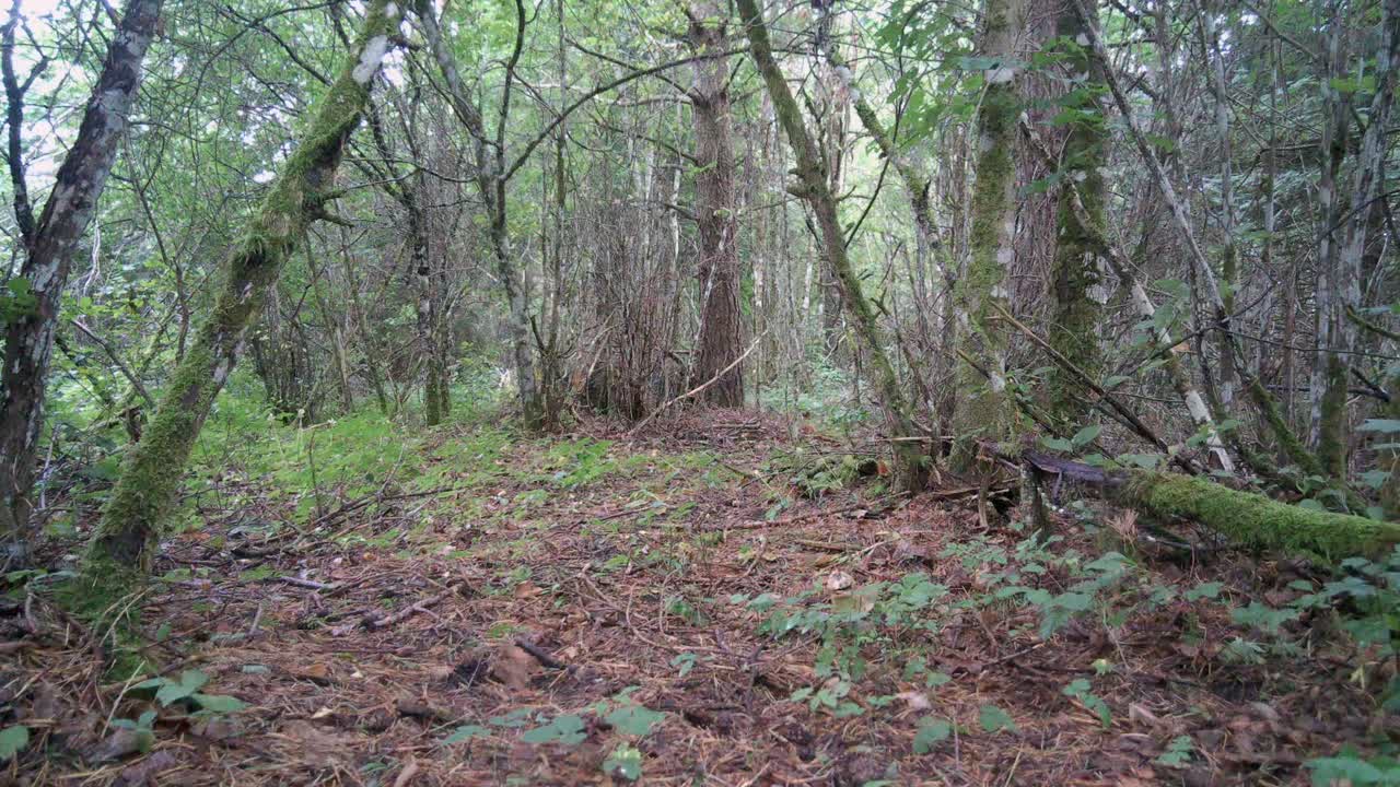 은 여우 (vulpes vulpes) 가 숲에서 돌아다니며, 잠시 후 카메라로 직접 쳐다보고 있습니다.