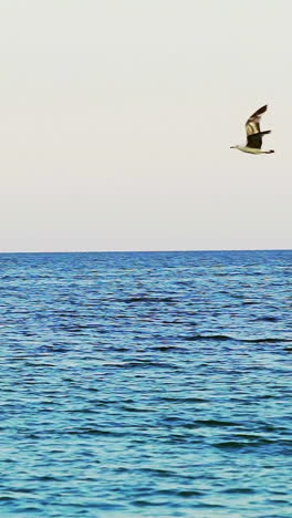 beautiful seagull flying in the sky. view of single seagull flying over calm sea. vertical video