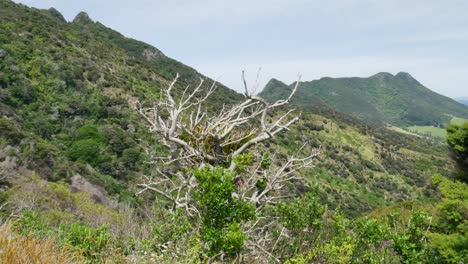 Toma-Panorámica-De-Las-Plantas-Que-Crecen-En-Las-Montañas-Durante-La-Caminata-En-La-Pista-De-Te-Whara-En-Verano