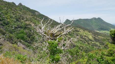 Panorama shot of plants growing on mountains during Hiking at Te Whara Track in Summer