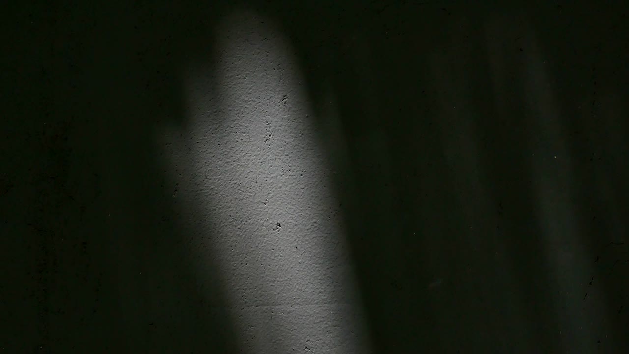 las hojas de sombra en la pared