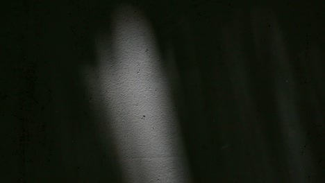 las hojas de sombra en la pared