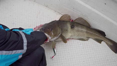 Pescador-Quita-El-Anzuelo-Del-Bacalao-Atlántico-Recién-Pescado-En-Un-Barco