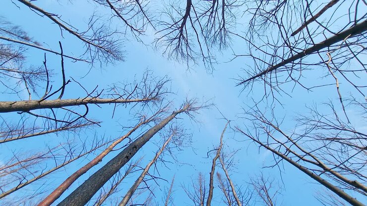 Guardando il cielo blu attraverso gli alberi spogli di una foresta danneggiata dagli incendi