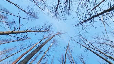 looking up at blue sky through bare trees of wildfire damaged forest