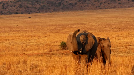 frontal slomo view as two young bull african elephants stroll over dry veld