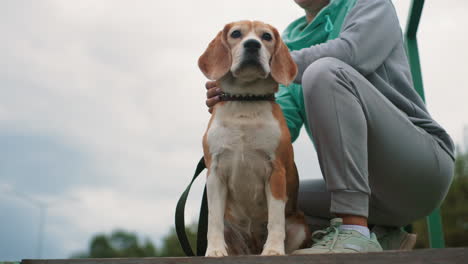 coach standing beside brown and white skinned dog touching his body while dog looks around outdoors on wooden platform showing trust alertness and bond under cloudy sky during relaxed training moment