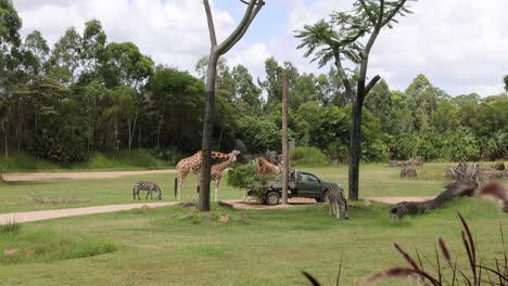 giraffes and zebras interact in a zoo habitat