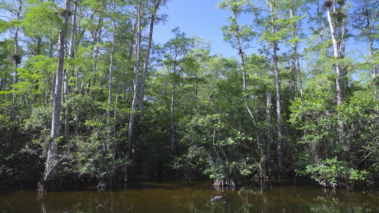 Cypress Trees with Alligator Windy Day Landscape 2