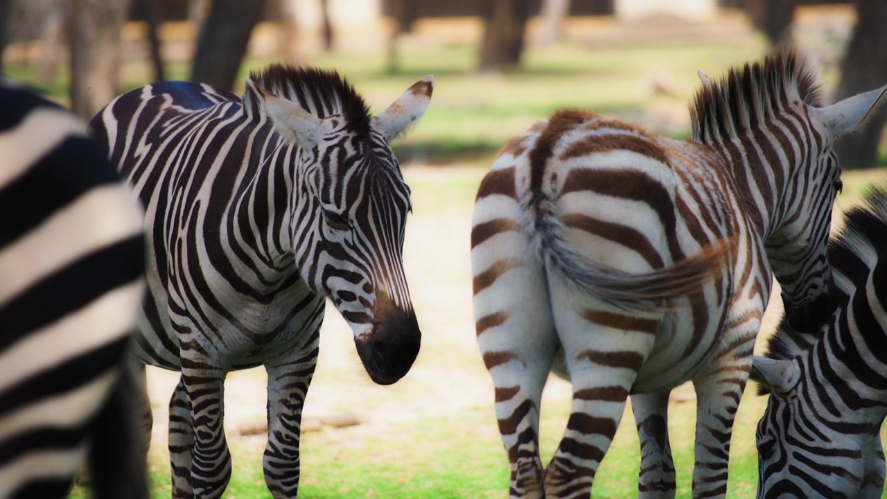 Mandria di zebre al pascolo in una giornata di sole