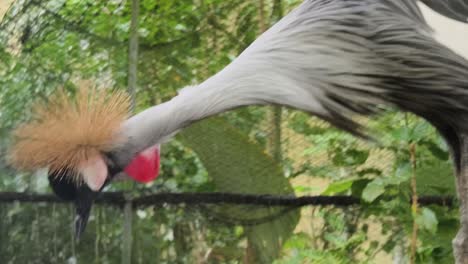 grey crowned crane