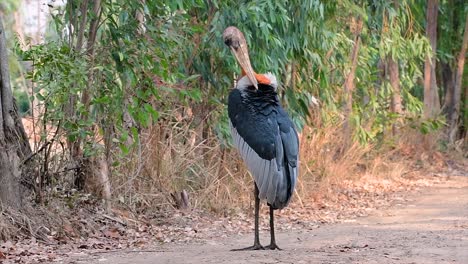 un gran pájaro de la familia de las cigüeñas común en el sur de asia y ahora en peligro de extinción debido a la pérdida de hábitat