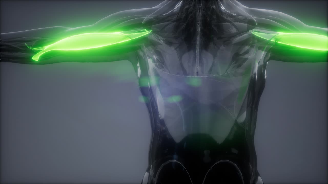 비 ⁇ 스 - 눈에 보이는 근육 해부학 지도