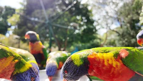 colourful birds feeding in a group with the morning sun shining through the trees