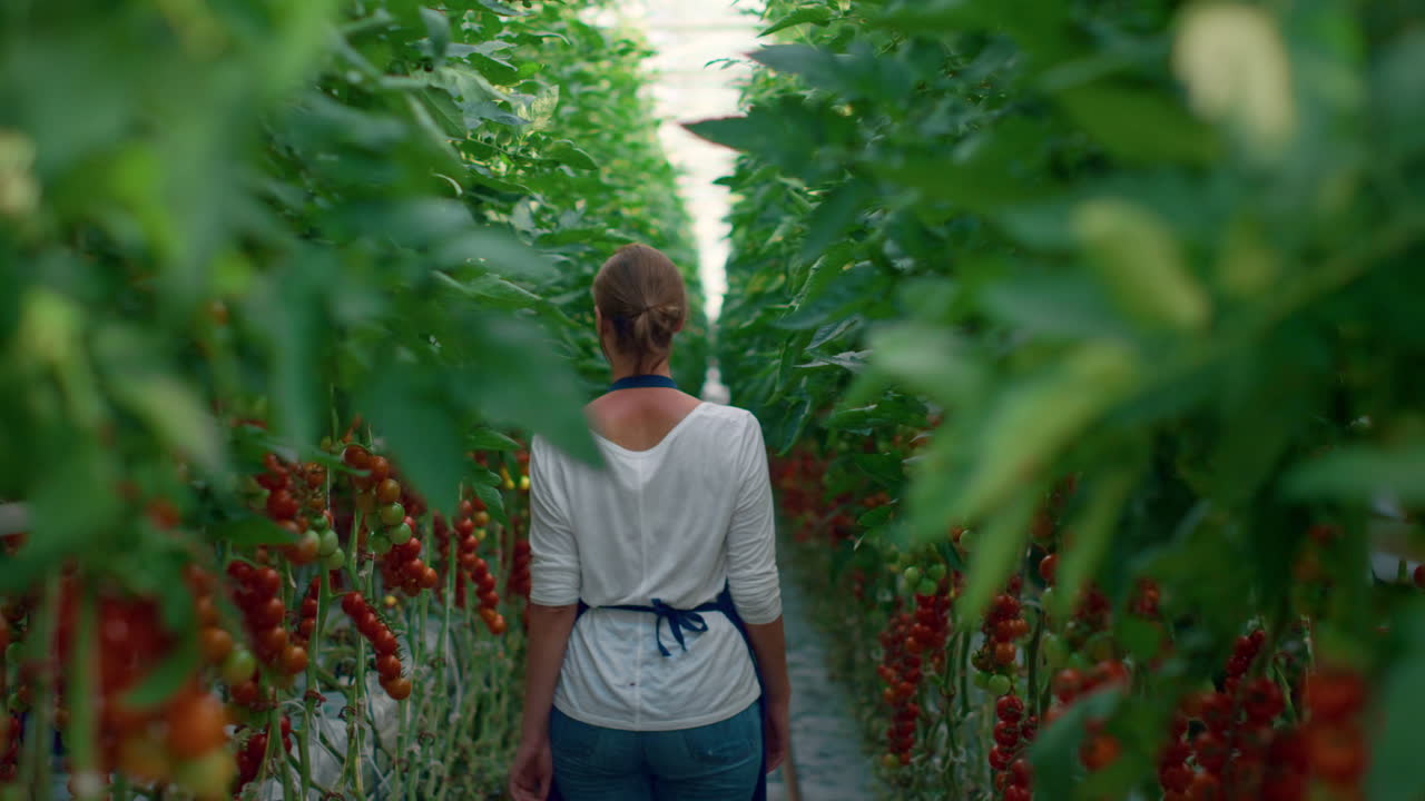 los agricultores inspeccionan las hortalizas de las plantaciones de tomates en un invernadero de agronomía moderna.
