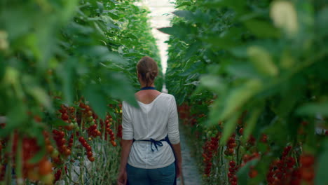 Landwirte-Inspizieren-Das-Gemüse-Der-Tomatenplantage-Im-Modernen-Agrargewächshaus.