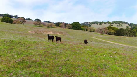 Explorando-Senderos-Serenos-En-Las-Laderas-De-Las-Colinas:-Animales-De-Granja-Pastando