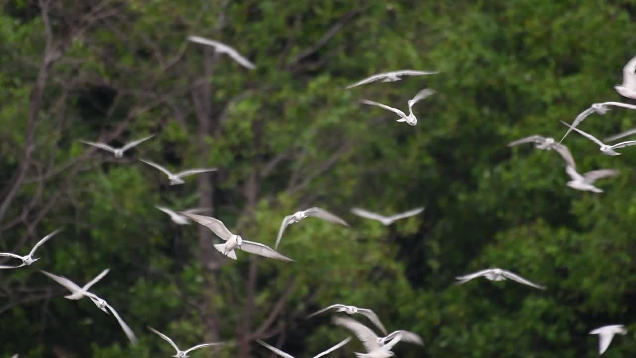 제비갈매기는 전 세계 바다, 강 및 기타 더 넓은 수역에서 볼 수 있는 바닷새입니다.