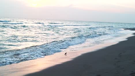 Pájaro-Caminando-En-La-Playa,-Olas-De-Agua-Blanca-Rompiendo-En-La-Orilla,-Costa-De-Florida