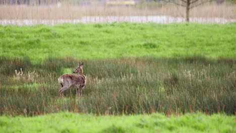 Solitary-roe-deer-doe-cleaning-its-fur-in-grassy-field-by-road