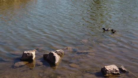 American-coots-swim-in-a-pond,-Papago-Park,-Phoenix-Arizona