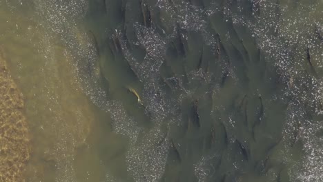 salmon swimming in shallow waters during a mass migration, viewed from an aerial perspective