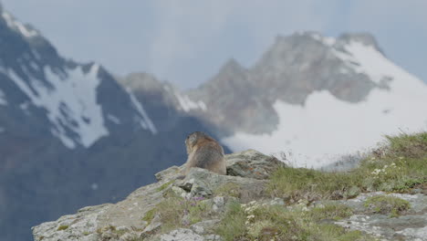 marmot in front of mountains.