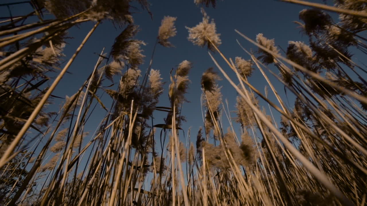 Camera pushes through reeds, low angle looking up