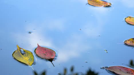 Hojas-De-Otoño-Flotando-En-Un-Estanque-Pacífico-Con-Reflejo-De-Cielo-Azul---Templo-De-Jardín-Coreano---Toma-De-Primer-Plano