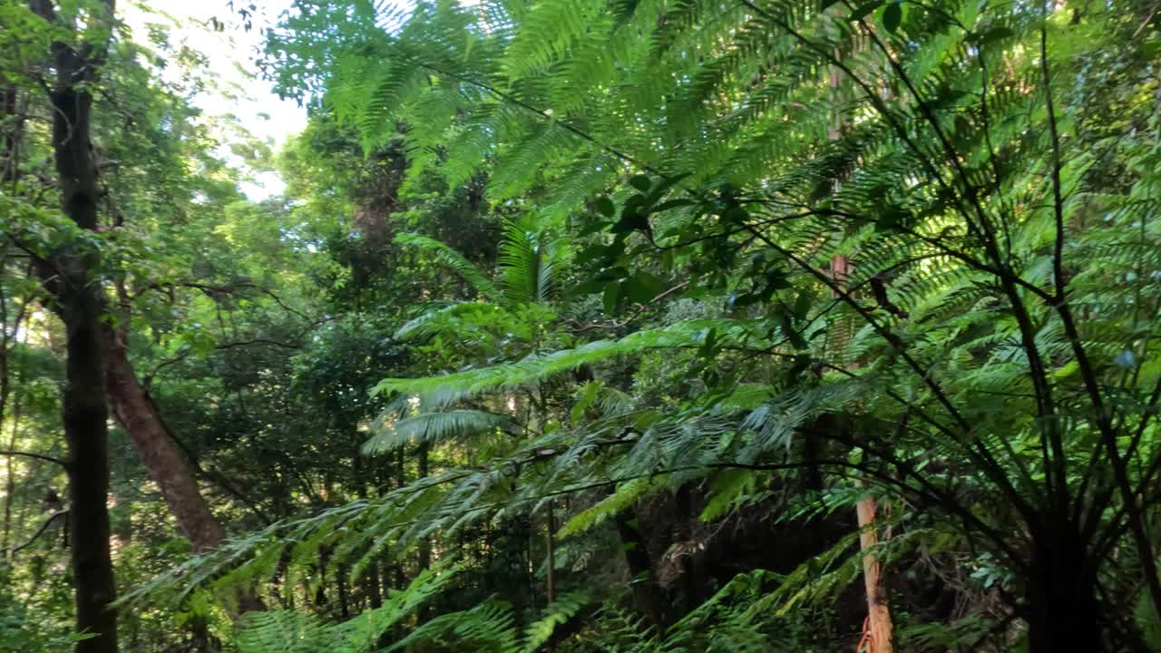 스프링브룩 숲 의 울창 한 초록색 과 높은 나무 들