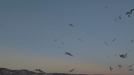 Scenery-with-seagulls-over-the-sea-coast-and-evening-sky